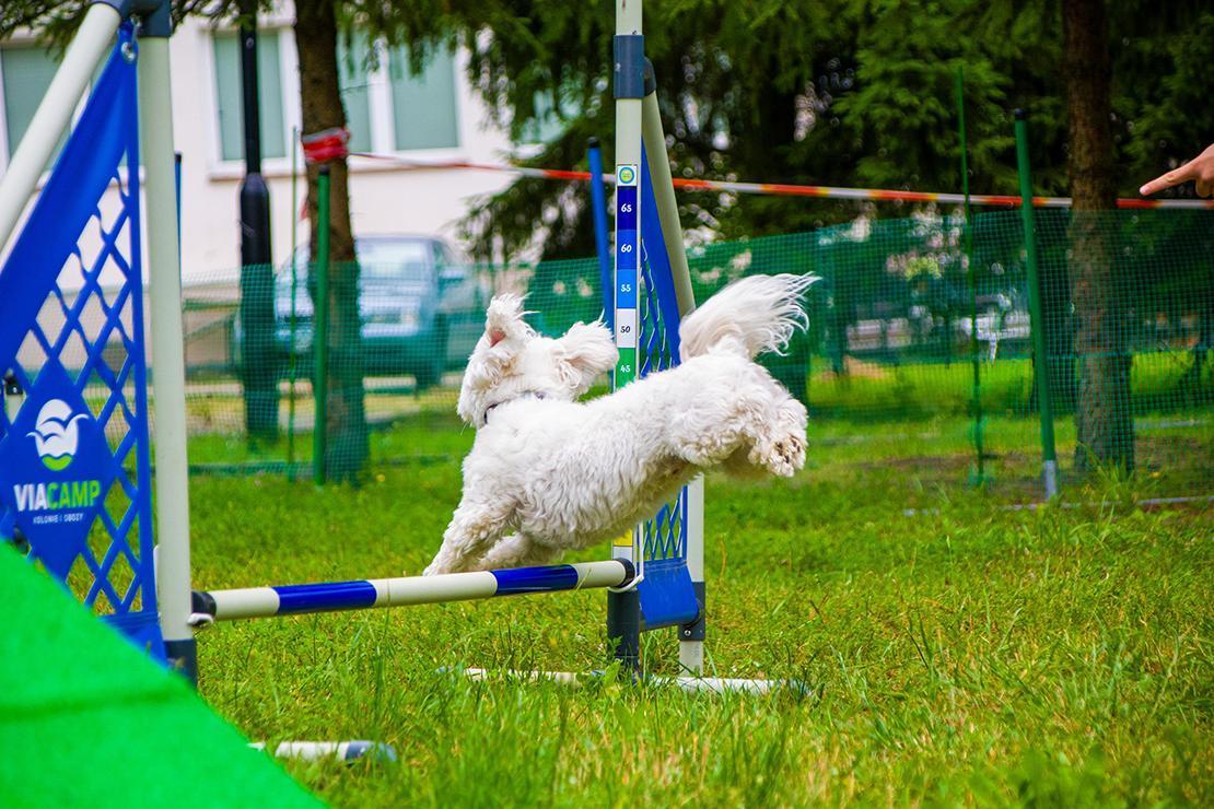 Cztery Łapki – Obóz z Psem, Ryn, OWŻ Bocianie Gniazdo – zdjęcie 4